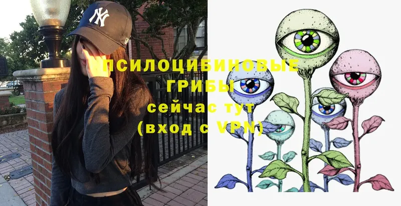 Галлюциногенные грибы Psilocybe  купить закладку  Ковров 